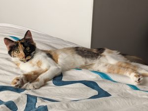 Lyla, chat adopté par Caresses de Chat 94