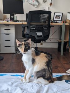 Lyla, chat adopté par Caresses de Chat 94