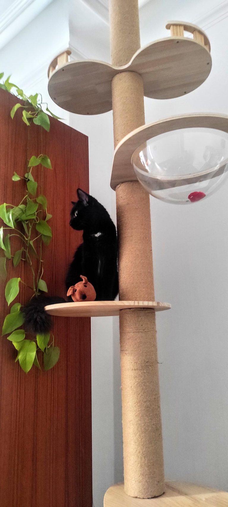 Macao, chat adopté par Caresses de Chat 94
