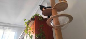Macao, chat adopté par Caresses de Chat 94