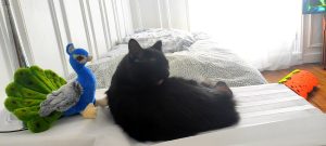 Macao, chat adopté par Caresses de Chat 94