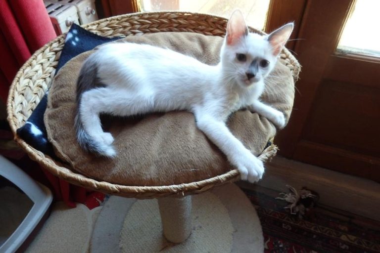 Makito et Mochi, chat adopté par Caresses de Chat 94