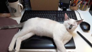Makito et Mochi, chat adopté par Caresses de Chat 94