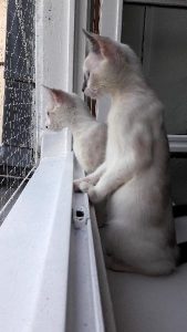 Makito et Mochi, chat adopté par Caresses de Chat 94