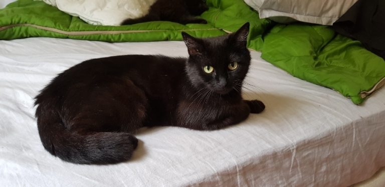 Mama, chat adopté par Caresses de Chat 94