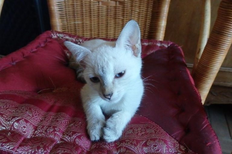 Mamina et Mhysa, chat adopté par Caresses de Chat 94