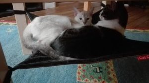 Mamina et Mhysa, chat adopté par Caresses de Chat 94