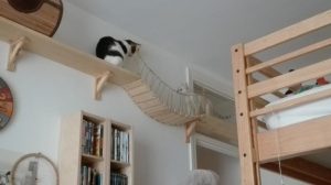 Mamina et Mhysa, chat adopté par Caresses de Chat 94