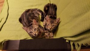 Marcus et Léo, chat adopté par Caresses de Chat 94