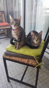 Marcus et Léo, chat adopté par Caresses de Chat 94