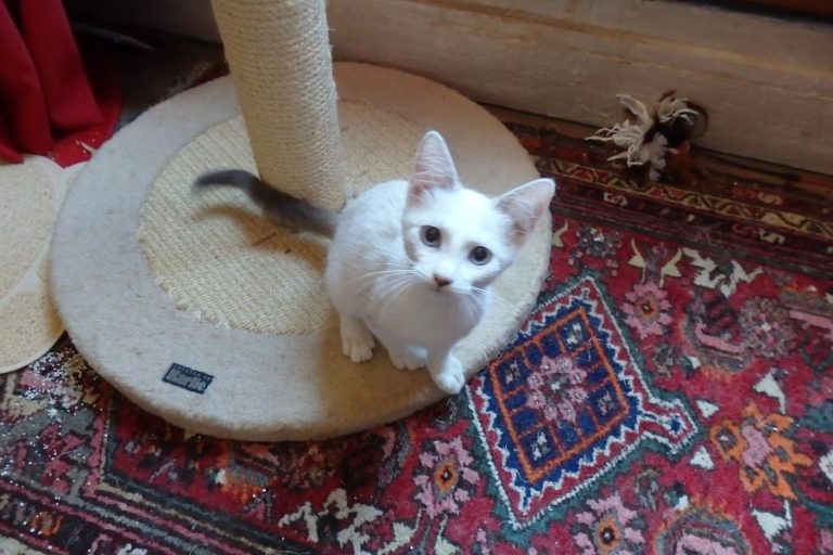 Mareva et Macha, chat adopté par Caresses de Chat 94