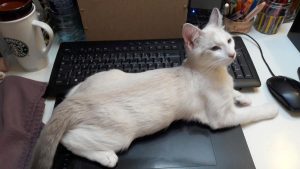 Mareva et Macha, chat adopté par Caresses de Chat 94