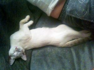 Mareva et Macha, chat adopté par Caresses de Chat 94
