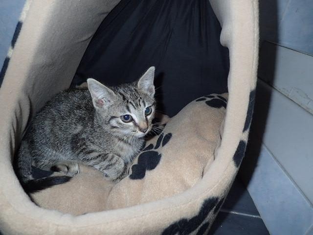 Maxou, chat adopté par Caresses de Chat 94