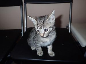Maxou, chat adopté par Caresses de Chat 94