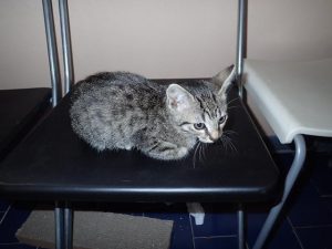 Maxou, chat adopté par Caresses de Chat 94