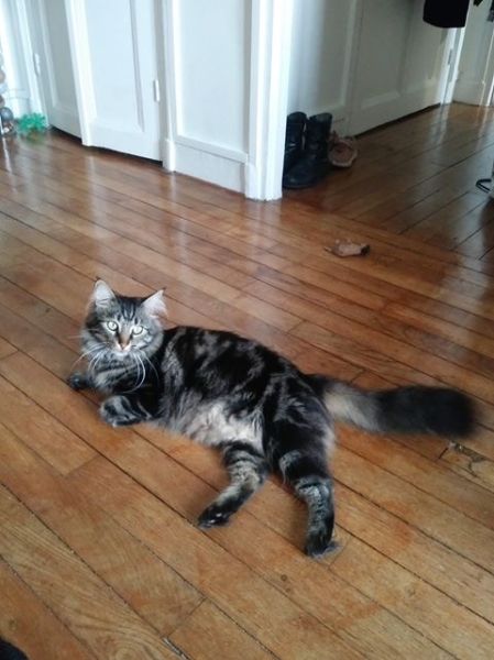 Mimine, chat adopté par Caresses de Chat 94