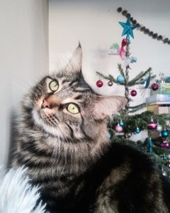 Mimine, chat adopté par Caresses de Chat 94