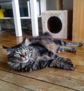 Mimine, chat adopté par Caresses de Chat 94