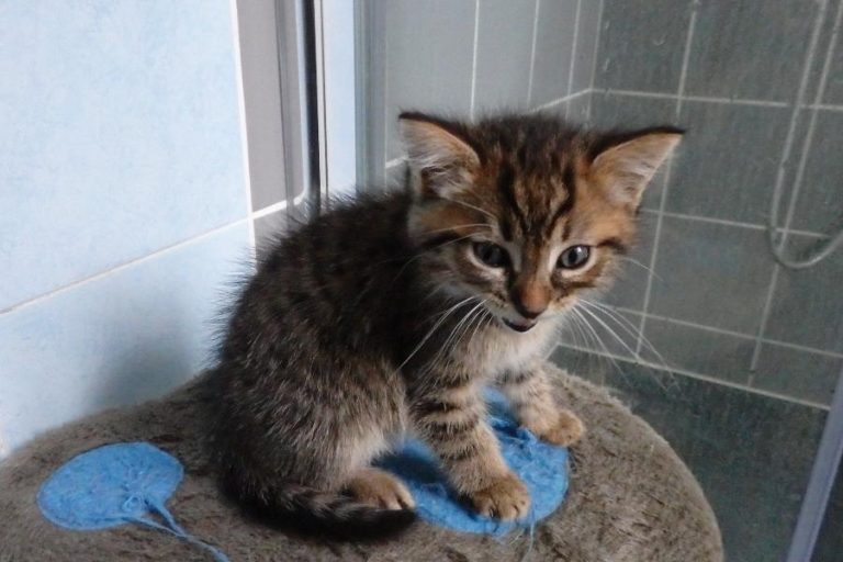 Muscade et Tonks, chat adopté par Caresses de Chat 94