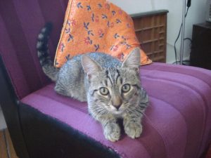 Muscade et Tonks, chat adopté par Caresses de Chat 94