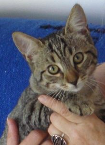 Muscade et Tonks, chat adopté par Caresses de Chat 94
