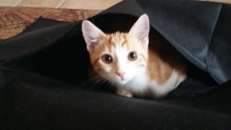 Nougat et Lemmy, chat adopté par Caresses de Chat 94