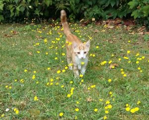 Nougat et Lemmy, chat adopté par Caresses de Chat 94