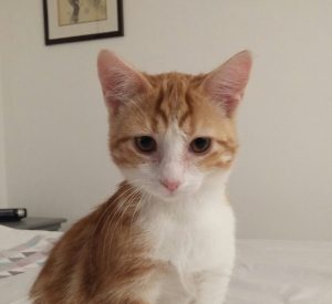 Nougat et Lemmy, chat adopté par Caresses de Chat 94