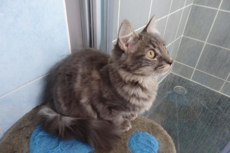 Princesse et Poppy, chat adopté par Caresses de Chat 94