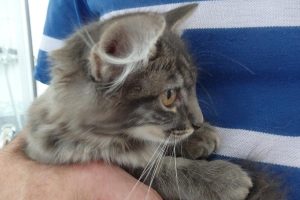Princesse et Poppy, chat adopté par Caresses de Chat 94