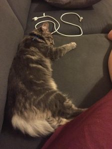 Princesse et Poppy, chat adopté par Caresses de Chat 94
