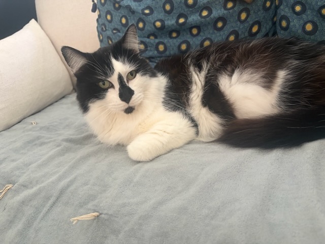 Réglisse, chat à l’adoption — Caresses de Chat 94 (Saint-Maur-des-Fossés, 94)