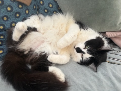 Réglisse, chat à l’adoption — Caresses de Chat 94 (Saint-Maur-des-Fossés, 94)