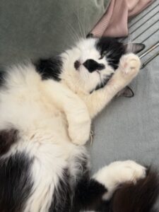 Réglisse, chat adopté par Caresses de Chat 94