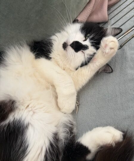 Réglisse, chat à l’adoption — Caresses de Chat 94 (Saint-Maur-des-Fossés, 94)
