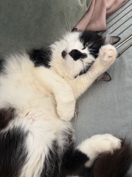 Réglisse, chat à l’adoption — Caresses de Chat 94 (Saint-Maur-des-Fossés, 94)