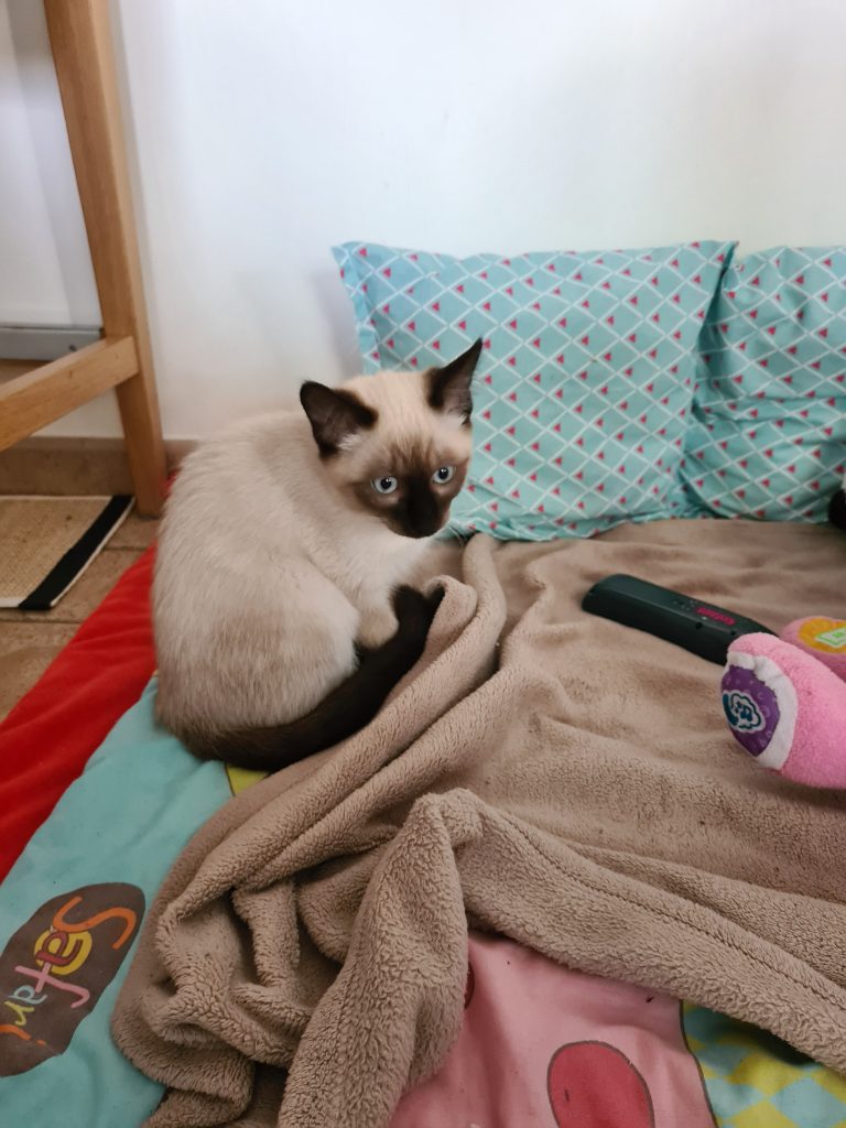Robin, chat adopté par Caresses de Chat 94