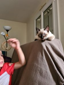 Robin, chat adopté par Caresses de Chat 94