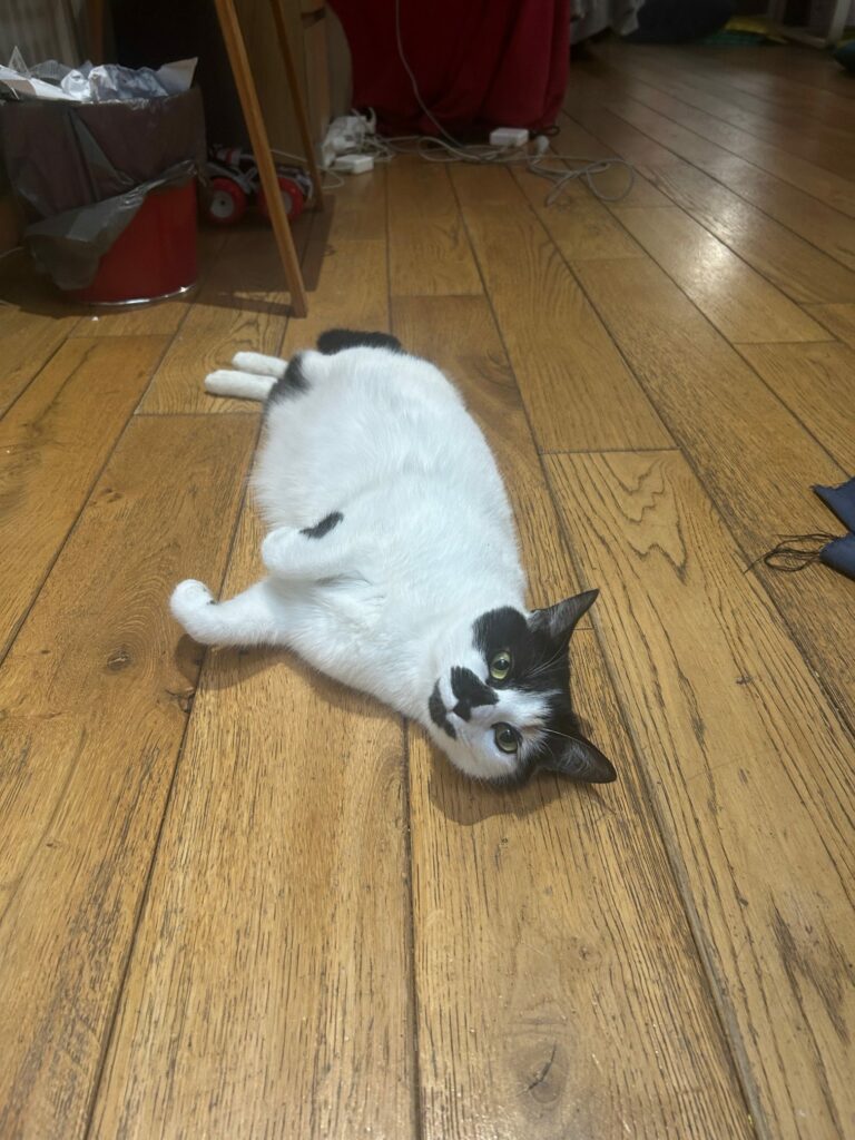 Sally et Paty, chat adopté par Caresses de Chat 94