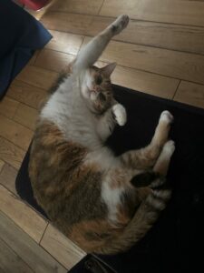 Sally et Paty, chat adopté par Caresses de Chat 94