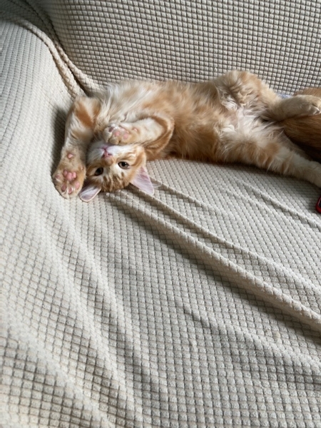 Saphyr, chat adopté par Caresses de Chat 94