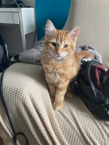 Saphyr, chat adopté par Caresses de Chat 94