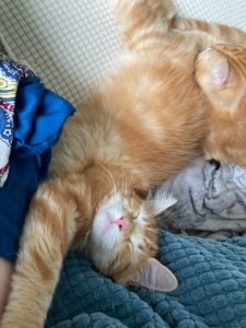 Saphyr, chat adopté par Caresses de Chat 94