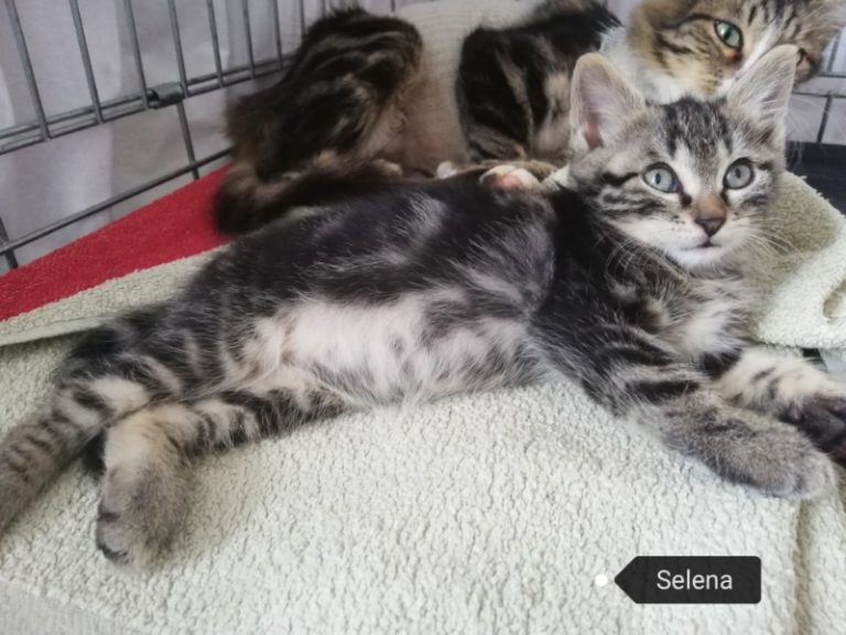 Selena, chat adopté par Caresses de Chat 94