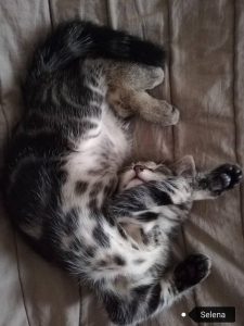 Selena, chat adopté par Caresses de Chat 94