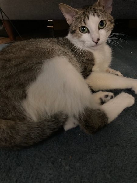 Silas, chat adopté par Caresses de Chat 94