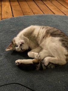 Silas, chat adopté par Caresses de Chat 94
