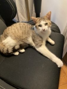 Silas, chat adopté par Caresses de Chat 94
