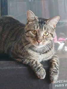 Soan, chat à l’adoption
